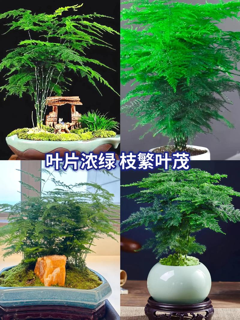 水培文竹需要加营养液吗-第1张图片-吾爱花网 水培文竹需要加营养液吗-第1张图片-吾爱花网