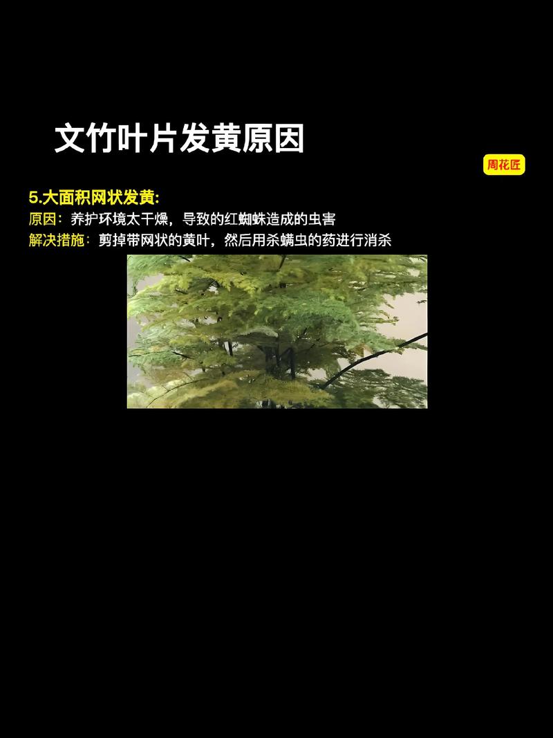 水培文竹需要加营养液吗-第3张图片-吾爱花网 水培文竹需要加营养液吗-第3张图片-吾爱花网