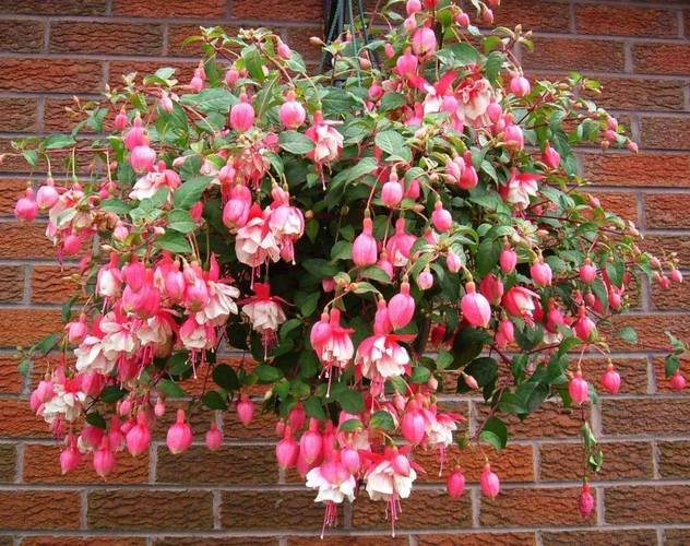 倒挂金钟水培能生根吗?-第1张图片-吾爱花网 倒挂金钟水培能生根吗?-第1张图片-吾爱花网