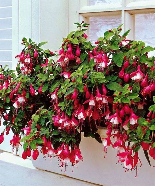 倒挂金钟水培能生根吗?-第2张图片-吾爱花网 倒挂金钟水培能生根吗?-第2张图片-吾爱花网