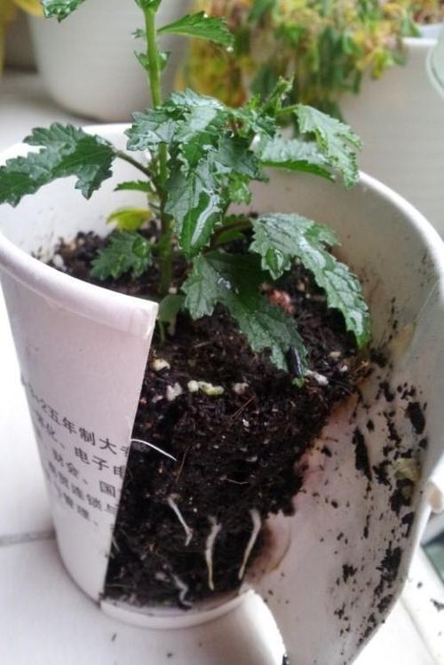 倒挂金钟水培能生根吗?-第3张图片-吾爱花网 倒挂金钟水培能生根吗?-第3张图片-吾爱花网