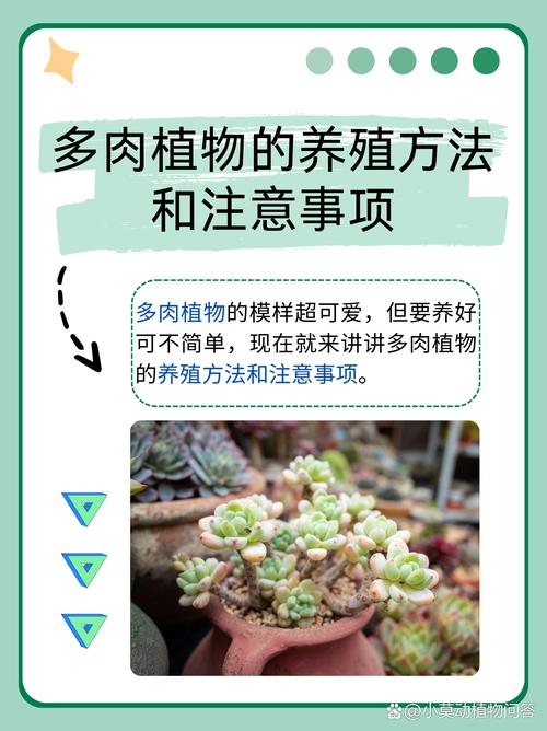 多肉怎么养才爆盆?注意啥能少死苗?-第1张图片-吾爱花网 多肉怎么养才爆盆?注意啥能少死苗?-第1张图片-吾爱花网