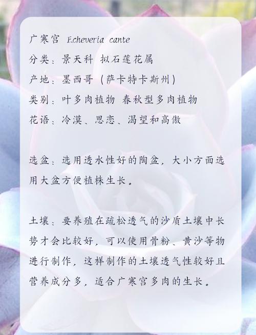 多肉怎么养才爆盆?注意啥能少死苗?-第3张图片-吾爱花网 多肉怎么养才爆盆?注意啥能少死苗?-第3张图片-吾爱花网