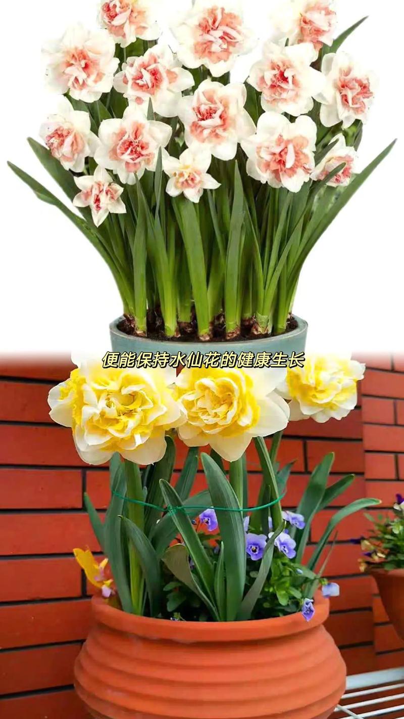 水仙花水培需要放什么肥-第3张图片-吾爱花网 水仙花水培需要放什么肥-第3张图片-吾爱花网