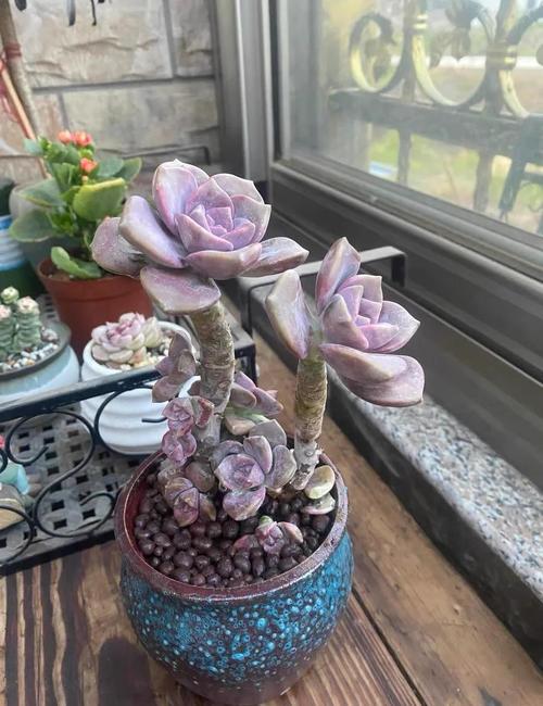 紫罗兰多肉能长多高?-第3张图片-吾爱花网 紫罗兰多肉能长多高?-第3张图片-吾爱花网