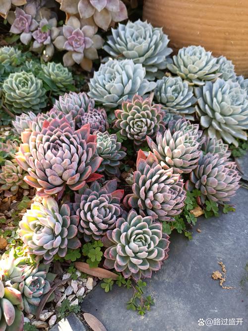 紫罗兰多肉能长多高?-第1张图片-吾爱花网 紫罗兰多肉能长多高?-第1张图片-吾爱花网