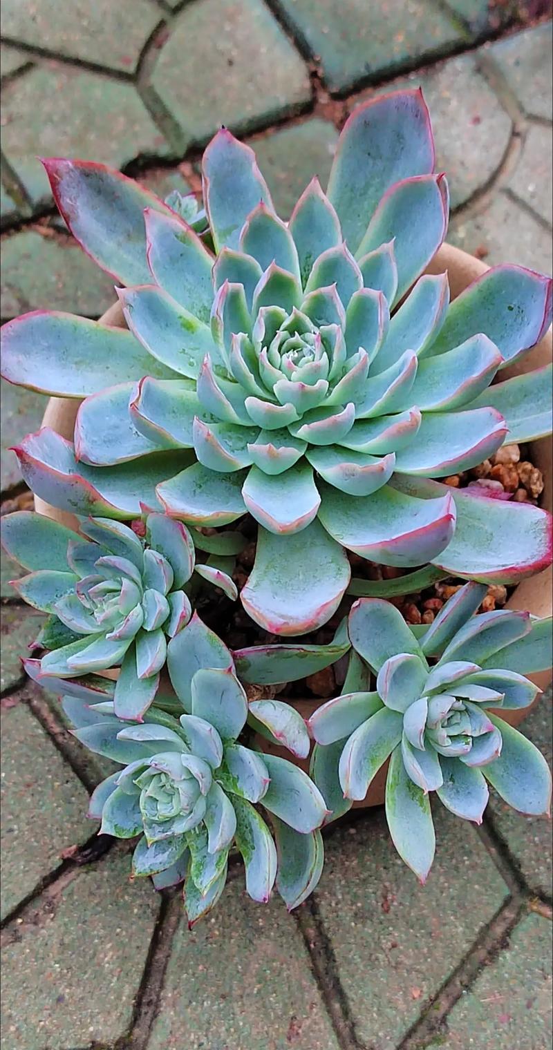 紫罗兰多肉能长多高?-第2张图片-吾爱花网 紫罗兰多肉能长多高?-第2张图片-吾爱花网