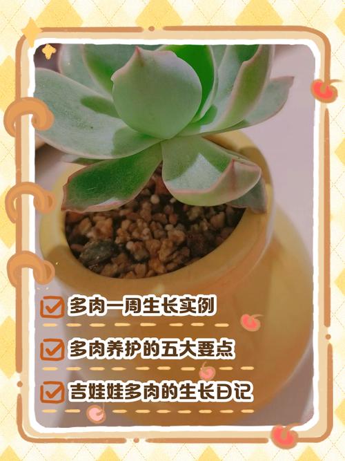 多肉叶片种植后多久能分盆?-第2张图片-吾爱花网 多肉叶片种植后多久能分盆?-第2张图片-吾爱花网