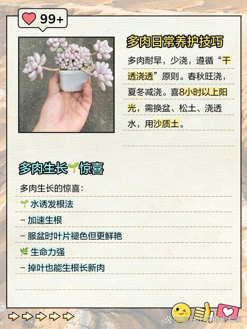 多肉叶片种植后多久能分盆?-第1张图片-吾爱花网 多肉叶片种植后多久能分盆?-第1张图片-吾爱花网