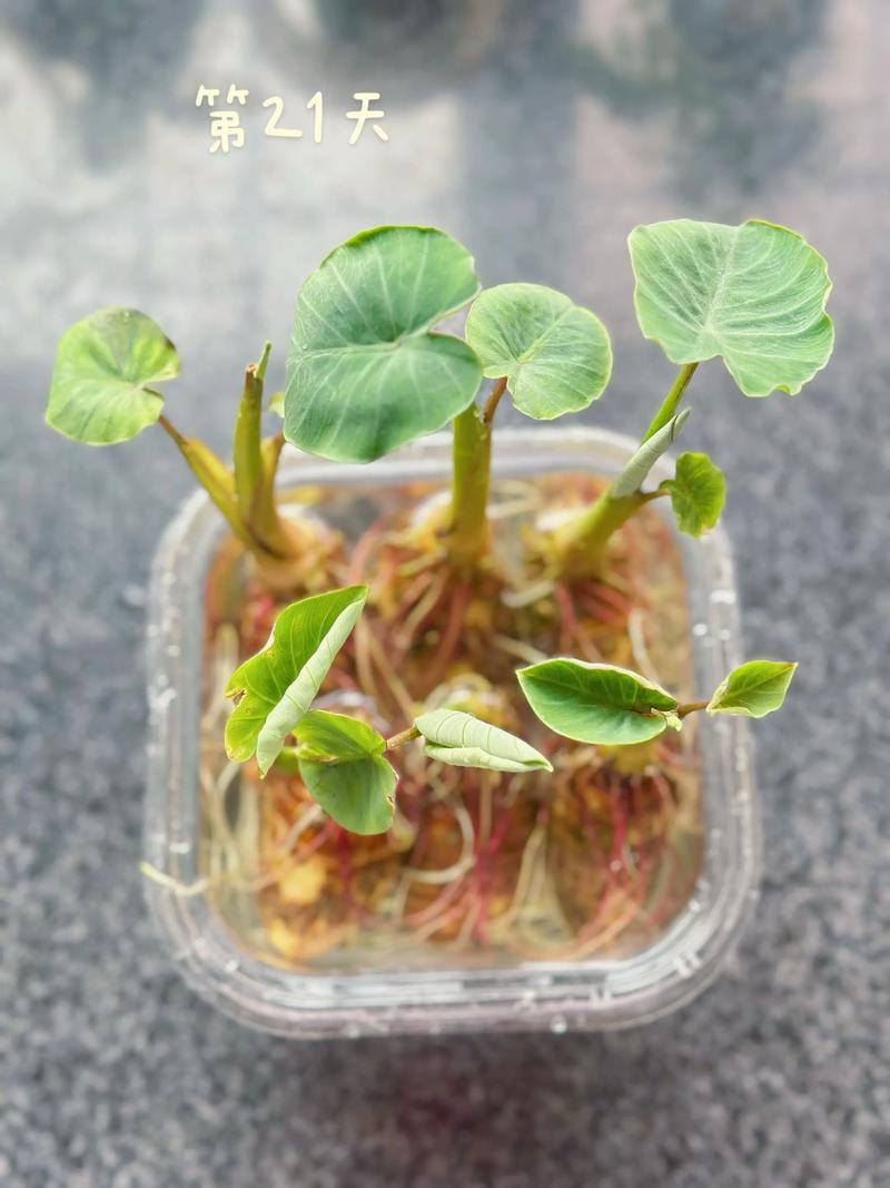 水培合果芋养护关键点有哪些？-第2张图片-吾爱花网