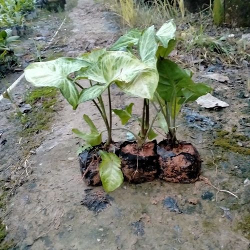 水培合果芋养护关键点有哪些?-第3张图片-吾爱花网 水培合果芋养护关键点有哪些?-第3张图片-吾爱花网