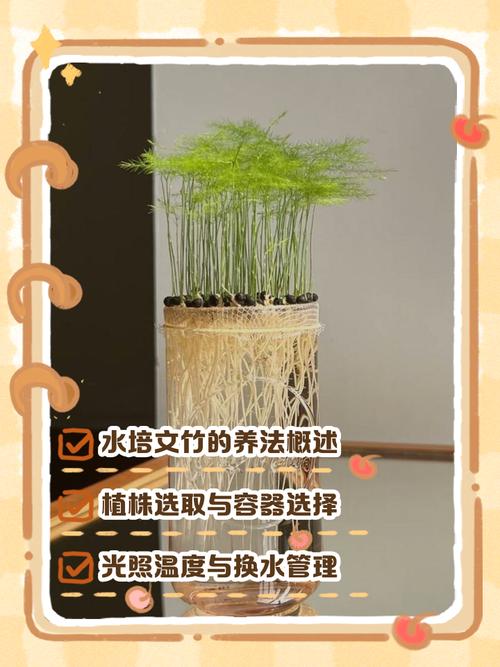 水培文竹买回后如何养护？-第1张图片-吾爱花网