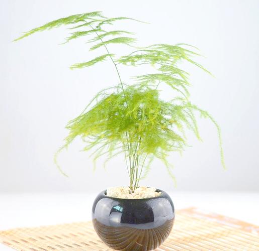 水培文竹买回后如何养护？-第3张图片-吾爱花网