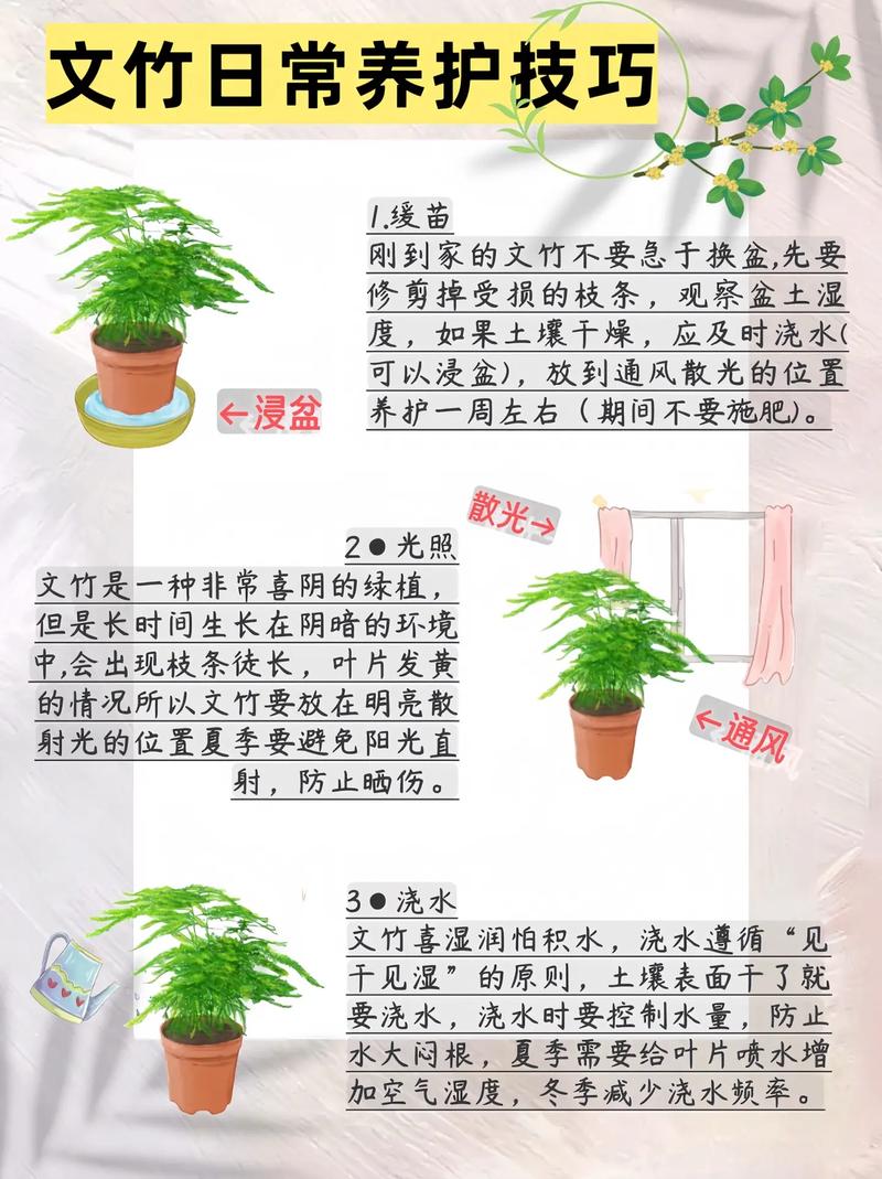 水培文竹买回后如何养护？-第2张图片-吾爱花网