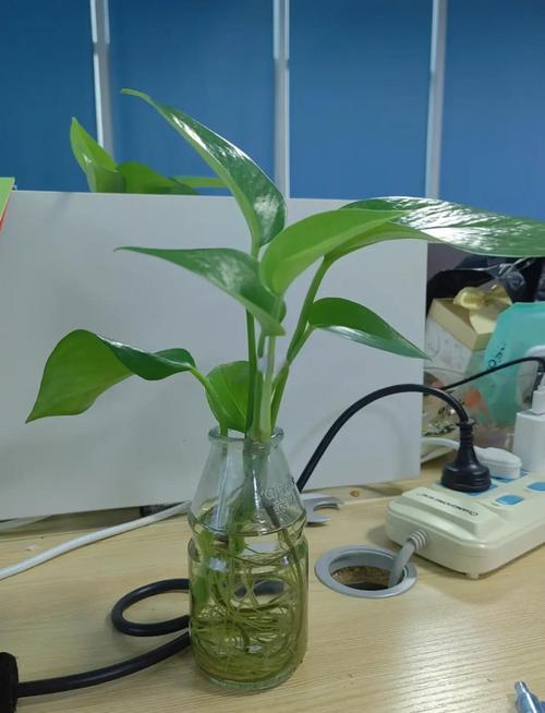 水培绿萝转土栽能活吗？怎么种才好？-第1张图片-吾爱花网