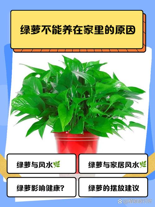 水培绿萝转土栽能活吗？怎么种才好？-第2张图片-吾爱花网