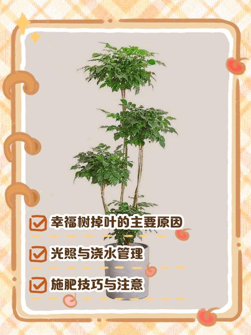 幸福树掉叶子能水培吗?-第1张图片-吾爱花网 幸福树掉叶子能水培吗?-第1张图片-吾爱花网