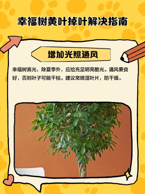 幸福树掉叶子能水培吗?-第2张图片-吾爱花网 幸福树掉叶子能水培吗?-第2张图片-吾爱花网