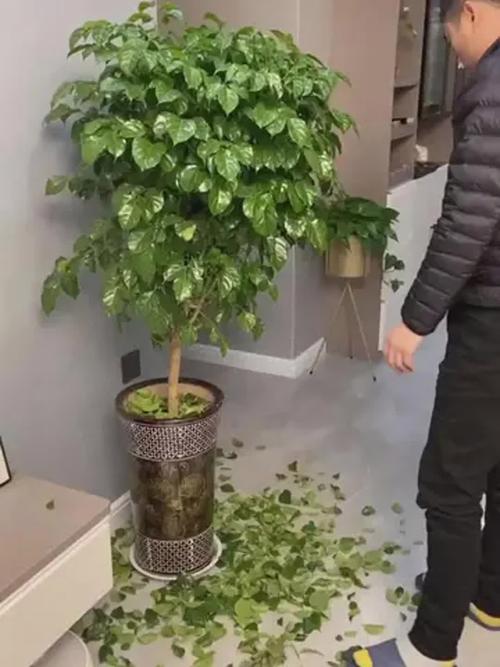 幸福树掉叶子能水培吗?-第3张图片-吾爱花网 幸福树掉叶子能水培吗?-第3张图片-吾爱花网