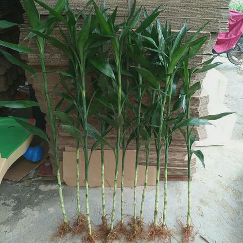 水培步步高竹施啥肥长得好？-第1张图片-吾爱花网