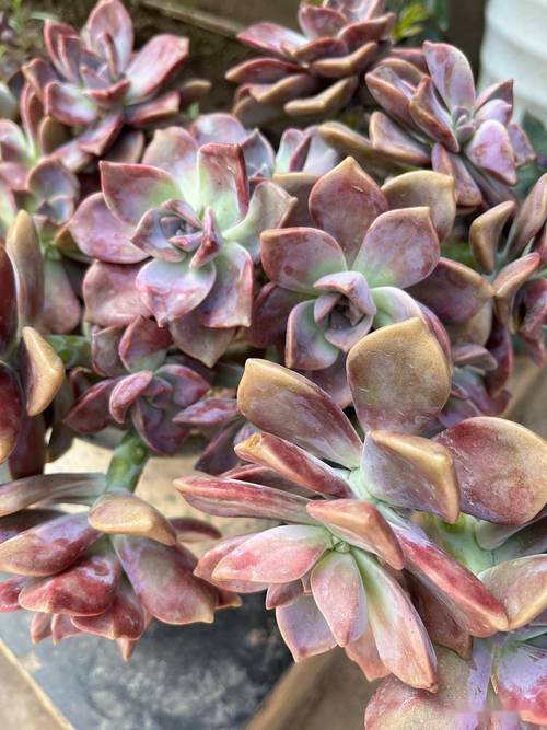 多肉初恋开花后该剪掉吗?-第1张图片-吾爱花网 多肉初恋开花后该剪掉吗?-第1张图片-吾爱花网