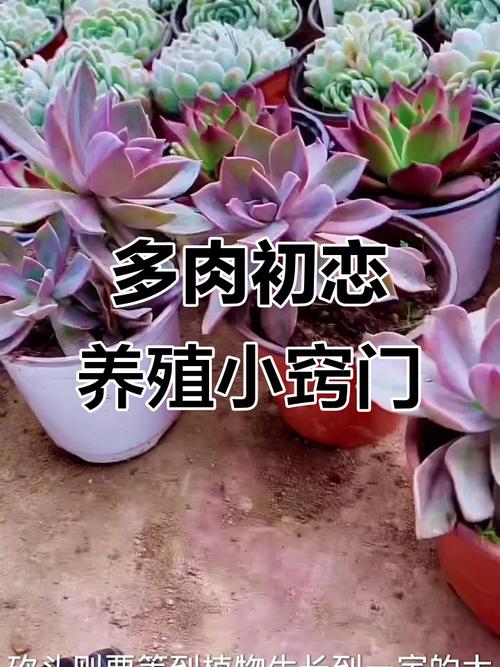 多肉初恋开花后该剪掉吗？-第2张图片-吾爱花网