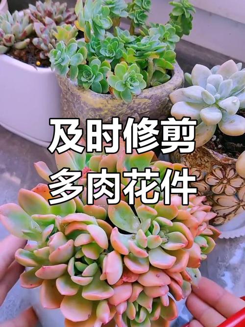 多肉初恋开花后该剪掉吗?-第3张图片-吾爱花网 多肉初恋开花后该剪掉吗?-第3张图片-吾爱花网