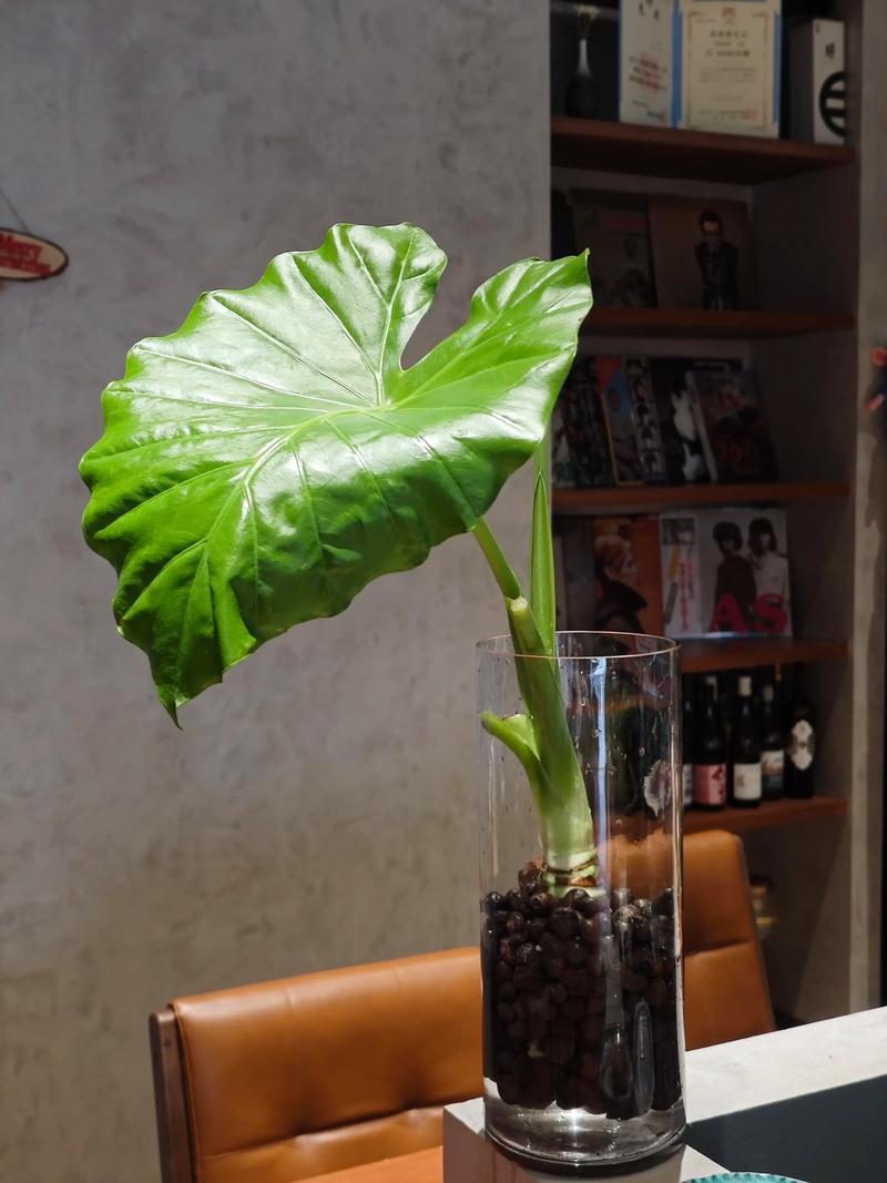 水培花里的水怎么老变绿-第2张图片-吾爱花网