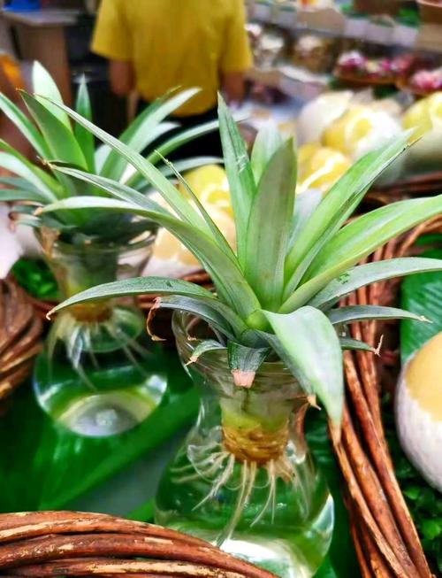 水培花里的水怎么老变绿-第3张图片-吾爱花网