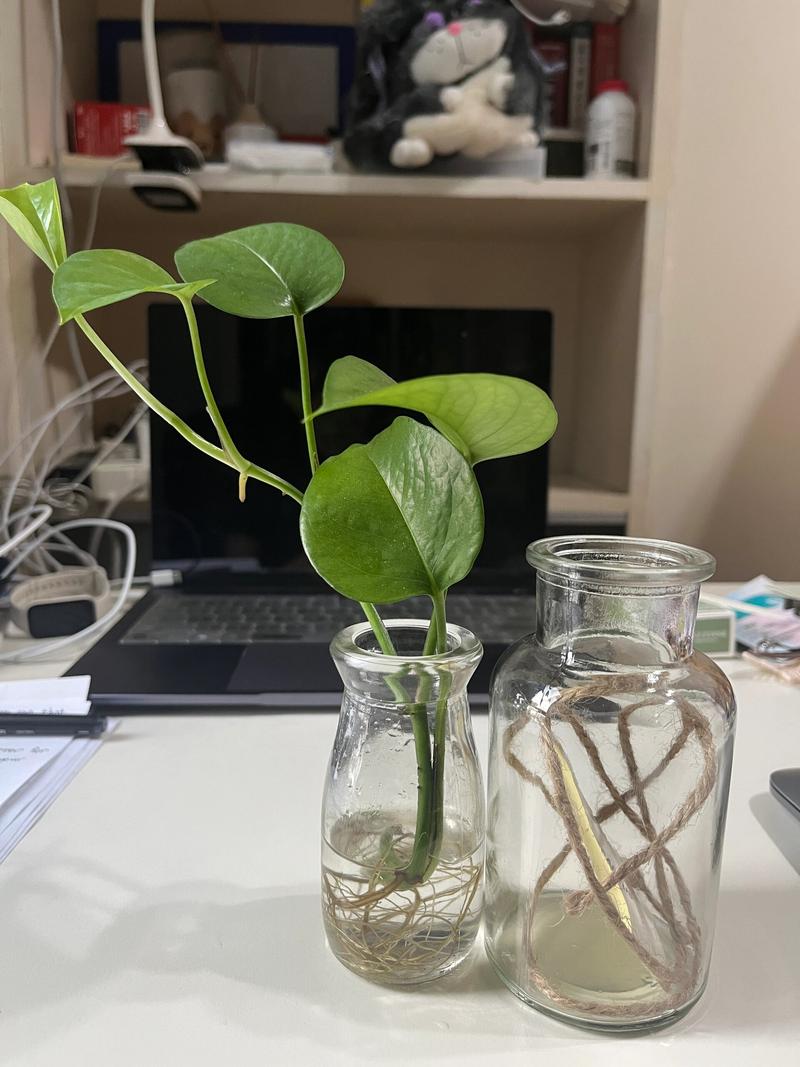 水培绿萝转土培，能活吗？-第3张图片-吾爱花网