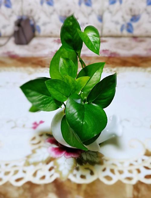 水培绿萝转土培，能活吗？-第2张图片-吾爱花网