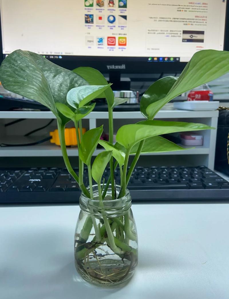 水培绿萝只长根不长叶,是缺啥还是咋了?-第1张图片-吾爱花网 水培绿萝只长根不长叶,是缺啥还是咋了?-第1张图片-吾爱花网