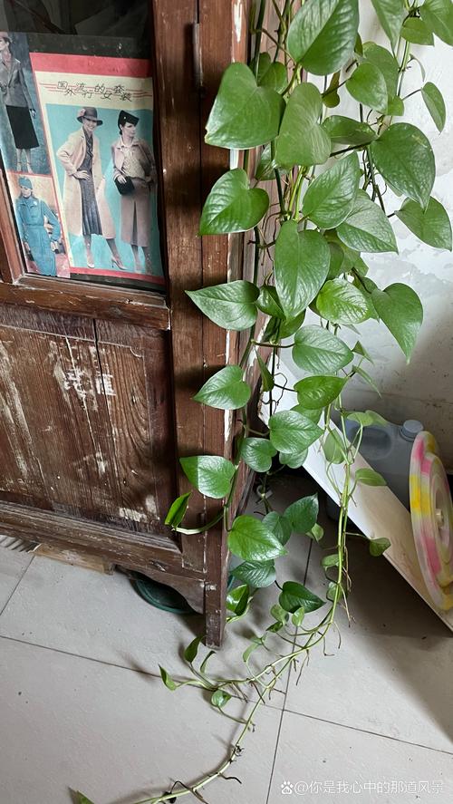 水培绿萝只长根不长叶,是缺啥还是咋了?-第3张图片-吾爱花网 水培绿萝只长根不长叶,是缺啥还是咋了?-第3张图片-吾爱花网