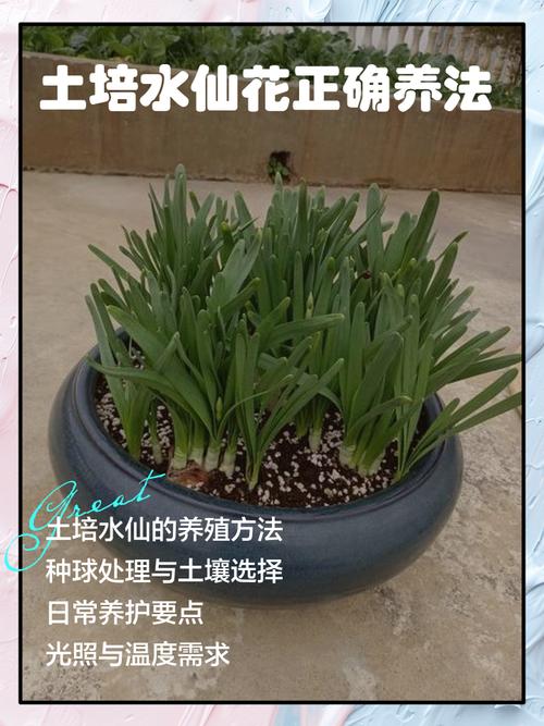 土培和水培的优点和缺点-第2张图片-吾爱花网