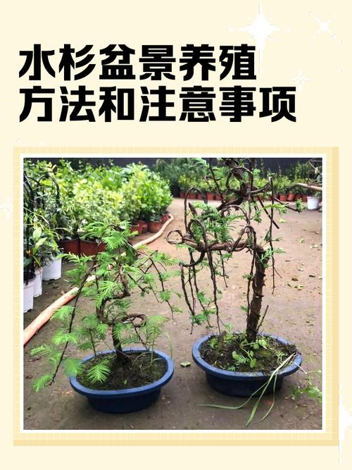 盆栽水杉种子盆子该怎么选？-第1张图片-吾爱花网