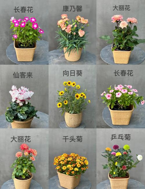 常见盆栽花有哪些？-第1张图片-吾爱花网