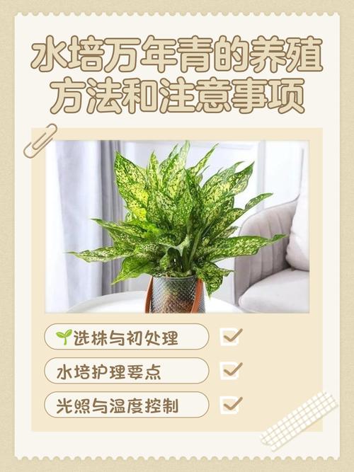 水培植物怎么养?注意事项有哪些?-第1张图片-吾爱花网 水培植物怎么养?注意事项有哪些?-第1张图片-吾爱花网