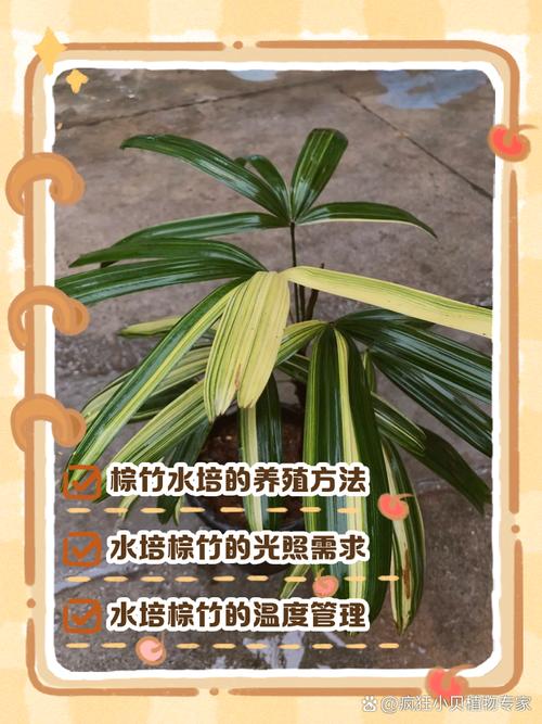 水培植物怎么养?注意事项有哪些?-第3张图片-吾爱花网 水培植物怎么养?注意事项有哪些?-第3张图片-吾爱花网