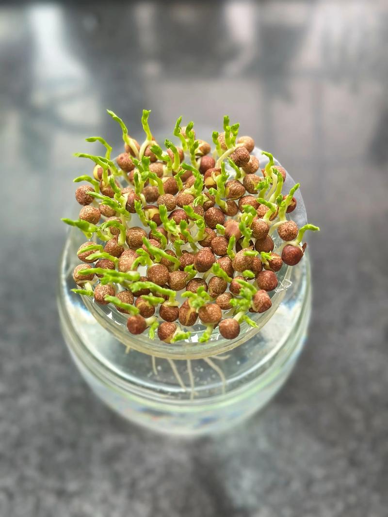 土培水培蔬菜区别在哪?-第2张图片-吾爱花网 土培水培蔬菜区别在哪?-第2张图片-吾爱花网