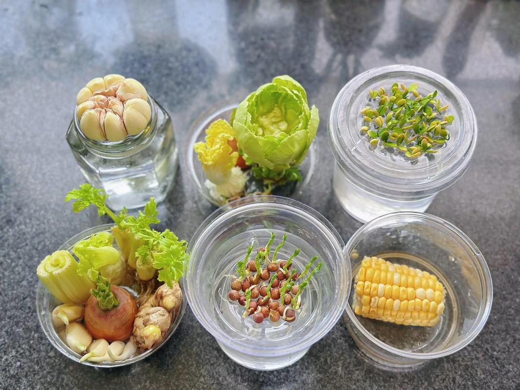 土培水培蔬菜区别在哪?-第1张图片-吾爱花网 土培水培蔬菜区别在哪?-第1张图片-吾爱花网