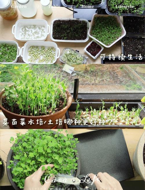 土培水培蔬菜区别在哪?-第3张图片-吾爱花网 土培水培蔬菜区别在哪?-第3张图片-吾爱花网