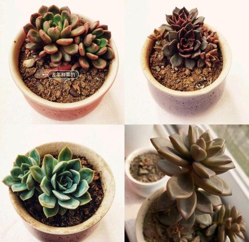 滨州里则多肉怎么养？-第1张图片-吾爱花网