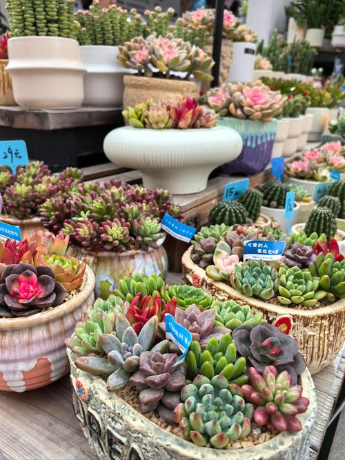 滨州里则多肉怎么养？-第2张图片-吾爱花网