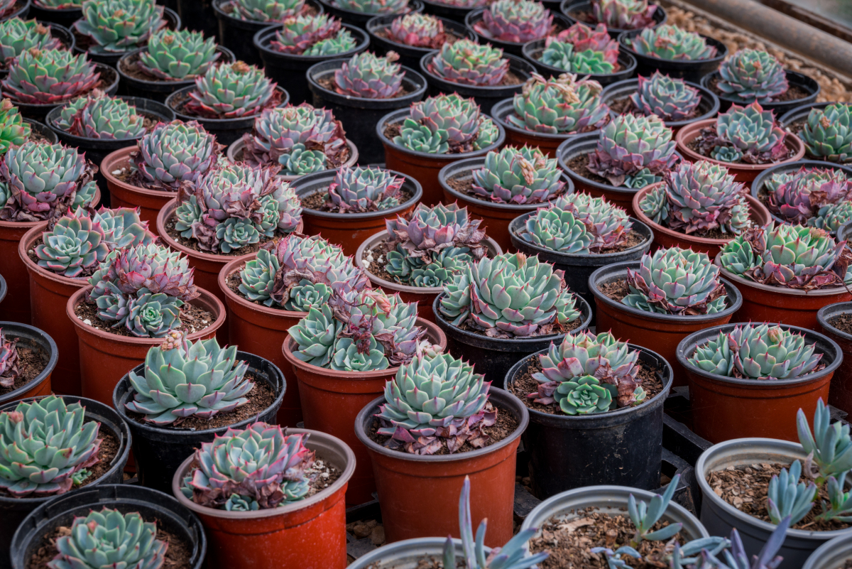 滨州里则多肉怎么养？-第3张图片-吾爱花网