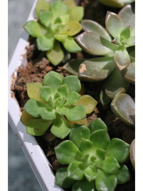 多肉叶片化水是缺水还是烂根了?-第1张图片-吾爱花网 多肉叶片化水是缺水还是烂根了?-第1张图片-吾爱花网