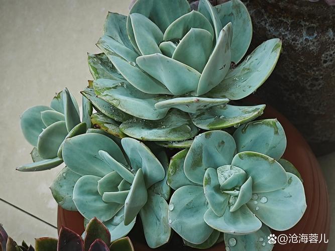 多肉叶片化水是缺水还是烂根了?-第3张图片-吾爱花网 多肉叶片化水是缺水还是烂根了?-第3张图片-吾爱花网