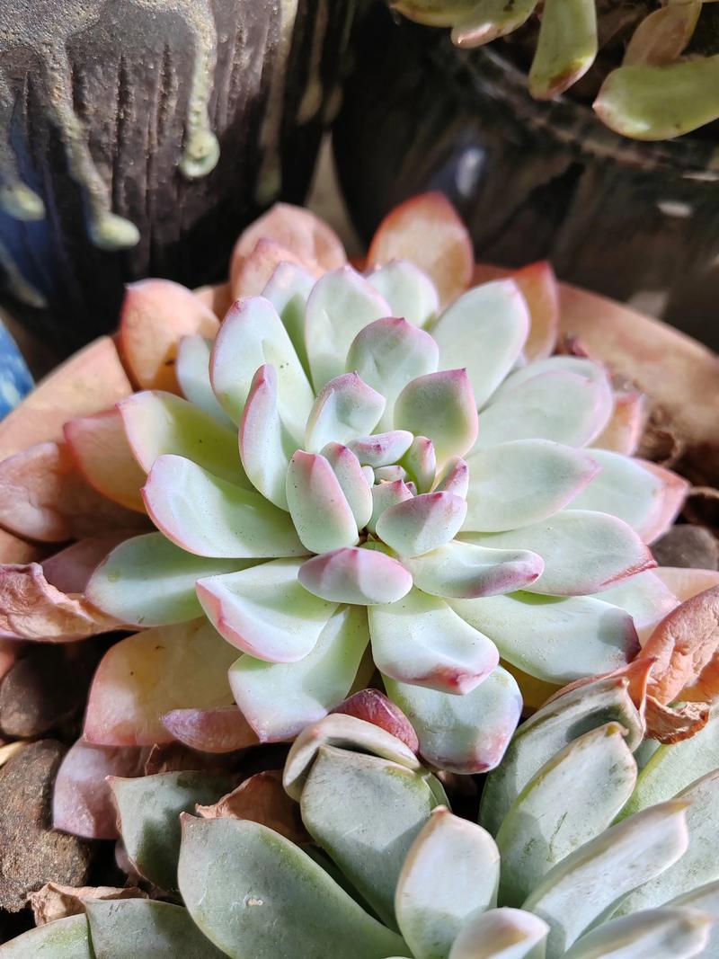 多肉叶片化水是缺水还是烂根了?-第2张图片-吾爱花网 多肉叶片化水是缺水还是烂根了?-第2张图片-吾爱花网