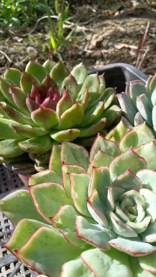 多肉莲座长不均?啥原因导致的?-第2张图片-吾爱花网 多肉莲座长不均?啥原因导致的?-第2张图片-吾爱花网