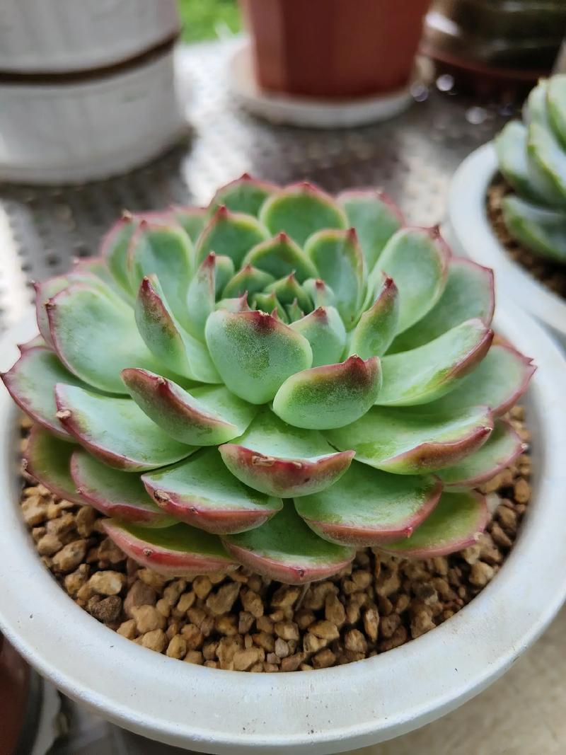 多肉莲座长不均?啥原因导致的?-第1张图片-吾爱花网 多肉莲座长不均?啥原因导致的?-第1张图片-吾爱花网