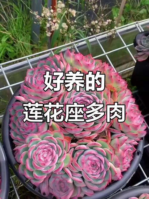 多肉莲座长不均?啥原因导致的?-第3张图片-吾爱花网 多肉莲座长不均?啥原因导致的?-第3张图片-吾爱花网